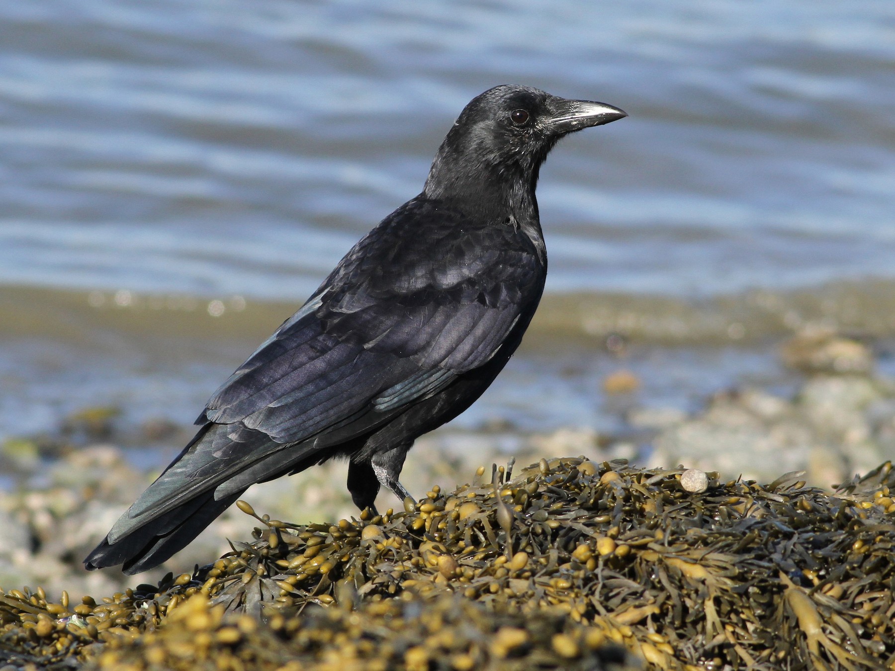 American Crow