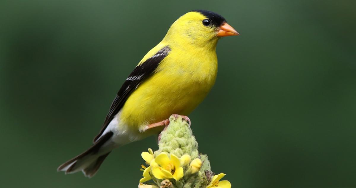 American Goldfinch