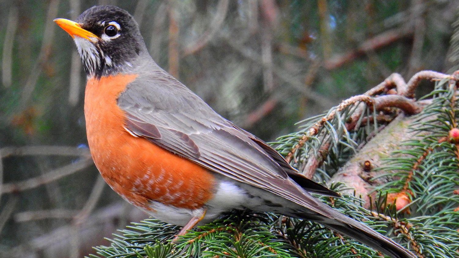 American Robin