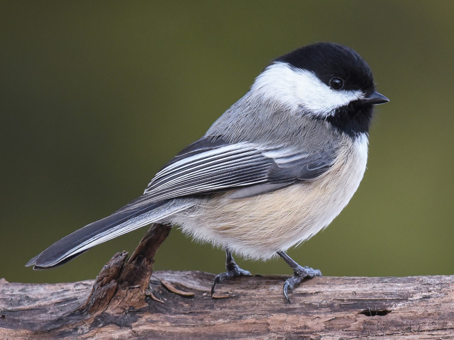 Carolina Chickadee