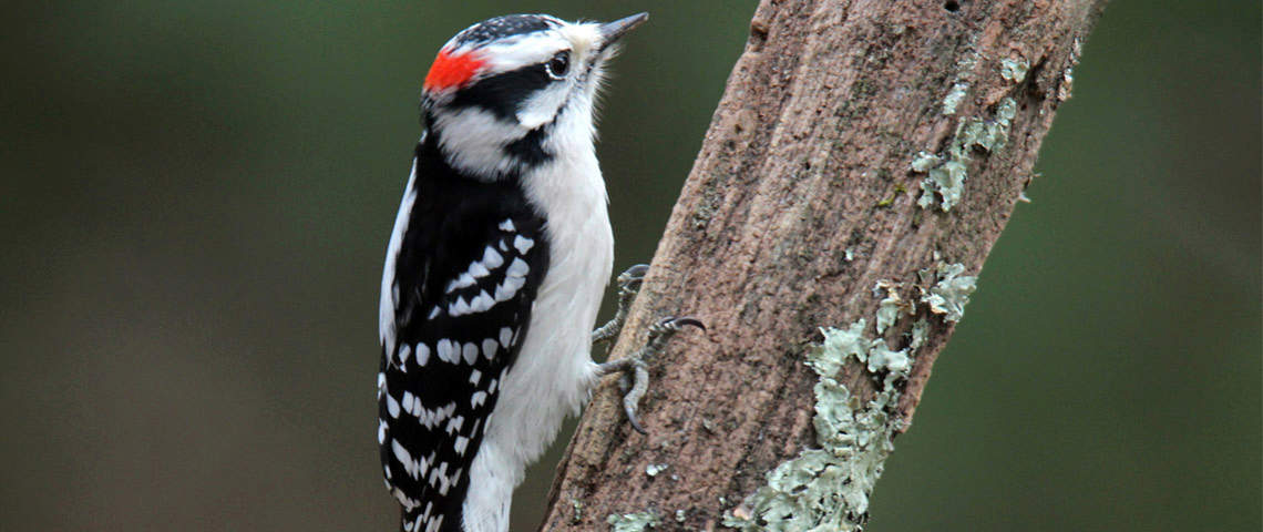 Downy Woodpecker