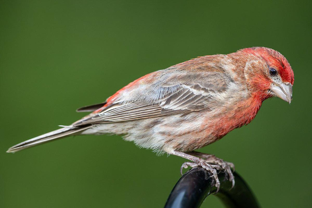 House Finch