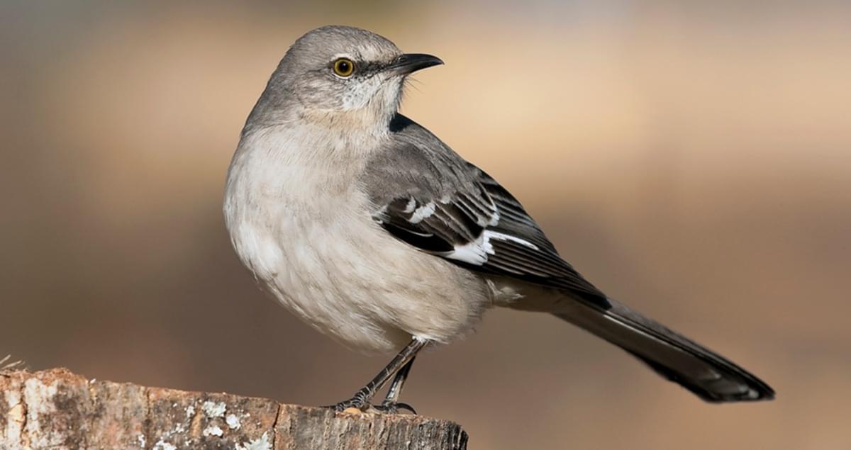 Northern Mockingbird