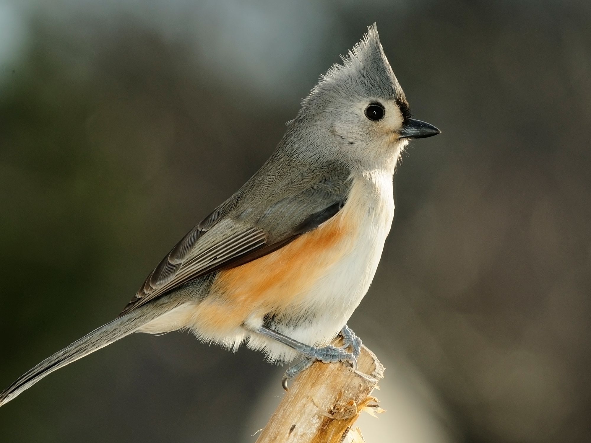 Tufted Titmouse