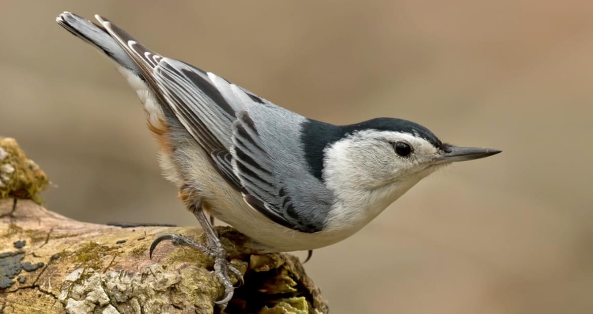 White-breasted Nuthatch