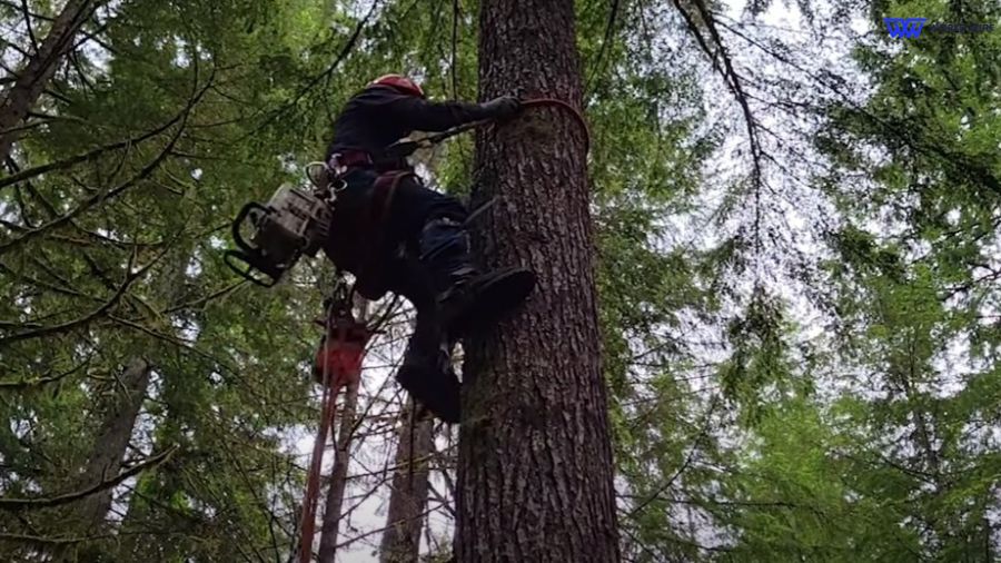 Climb tree